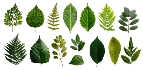 Diverse collection of various green leaves against a black background