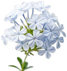 Delicate pale blue Plumbago auriculata flowers with five rounded petals and subtle veining, presented as a vibrant botanical cluster with green stems and leaves,, isolated on transparent background.