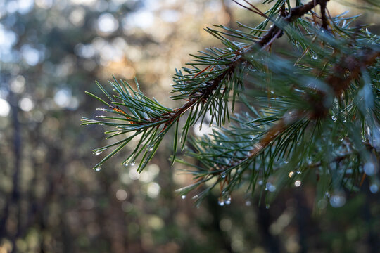 Droplets from pines, forest, close up. High quality photo