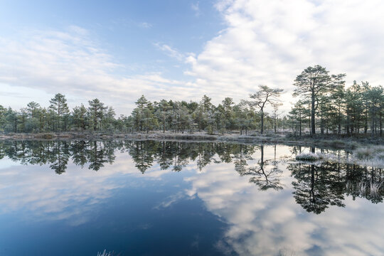 View of the mirror-like lake reflecting the sky and frosted trees of the bogland in Lahemaa National Park, Lahemaa National Park, Estonia.