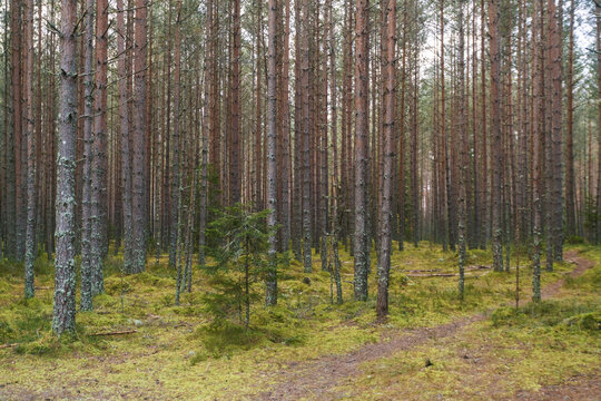 View of tall, slender trees rise from a mossy floor, the forest floor a tapestry of green and brown, leading the eye deeper into the woods, Lahemaa National Park, Estonia.