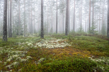 Magical fairytale forest in a foggy morning. Forest therapy and stress relief