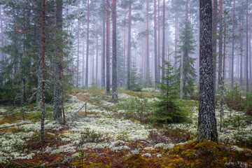 Magical fairytale forest in a foggy morning. Forest therapy and stress relief