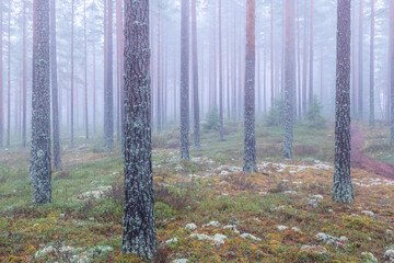 Magical fairytale forest in a foggy morning. Forest therapy and stress relief