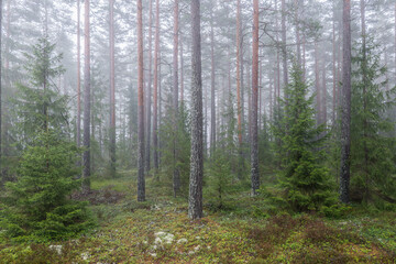 Magical fairytale forest in a foggy morning. Forest therapy and stress relief