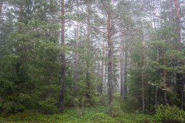 Magical fairytale forest in a foggy morning. Forest therapy and stress relief