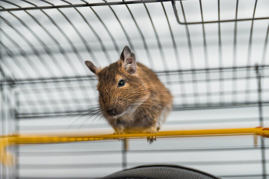 Cute degus squirel in a cage closeup.