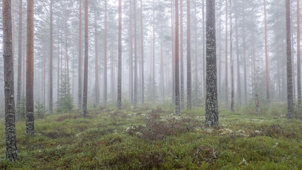 Magical fairytale forest in a foggy morning. Forest therapy and stress relief