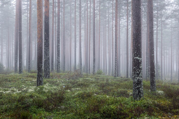 Magical fairytale forest in a foggy morning. Forest therapy and stress relief