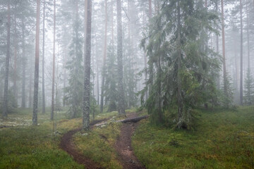 Magical fairytale forest in a foggy morning. Forest therapy and stress relief