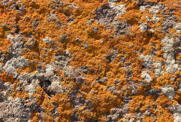 orangene Flechte auf einem Stein