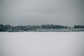 Incredibly magical snow-covered pine trees blanketed in thick white snow