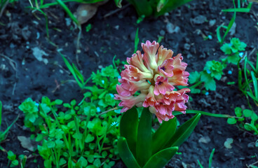 The vibrant pink and lilac flowers of the Oriental Hyacinth Hyacinthus orientalis stand out against the green foliage. Lush green foliage frames the spring blooms. Close-up.