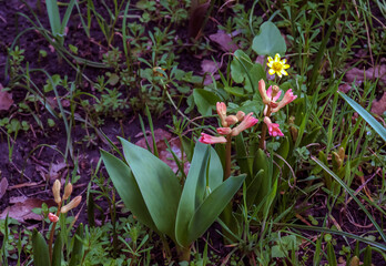 Vibrant pink and lilac flowers of the Oriental Hyacinth Hyacinthus orientalis stand out against the green foliage. Lush green foliage frames the spring blooms. Close-up.