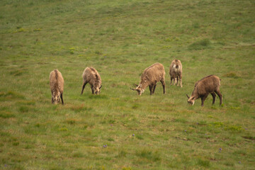View of a chamois herd grazing peacefully on the vibrant green meadow under the soft daylight in Nizke Tatry, Zilina Region, Slovakia.