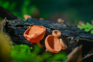 Tiny red champagne mushrooms bloom on damp logs, glowing like jewels in the rainforest. Their delicate cups capture mist and light, showcasing nature&rsquo;s hidden artistry in miniature form.