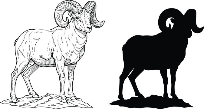 Detailed mountain ram illustration, bighorn sheep line art and black silhouette standing on rock, wildlife animal nature conservation concept, isolated vector graphics.