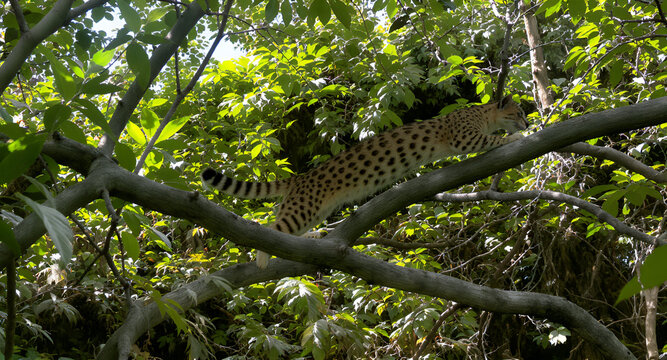 In the midst of a tropical forest, a common genet leaps effortlessly from one branch to another