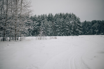 Incredibly magical snow-covered pine trees blanketed in thick white snow