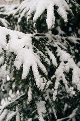 Snow-covered trees and bushes in the winter forest. The branches are covered with deep snow