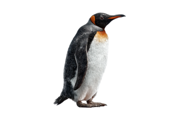 Standing penguin with detailed feather texture and confident posture isolated on transparent background.
