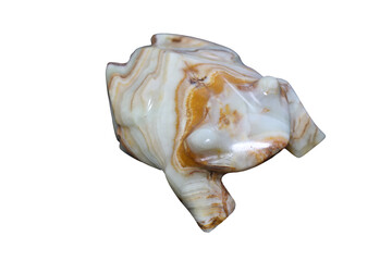 A close-up shot of a shell on a white background, suitable for use in still life or nature-themed designs