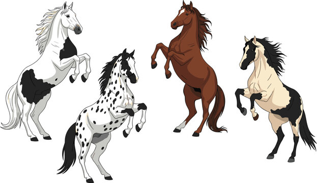 Four horses of different breeds including Appaloosa and Pinto rearing up, minimalist vector illustration for equestrian sports and wild animal nature design,