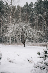 Snow-covered trees and bushes in the winter forest. The branches are covered with deep snow