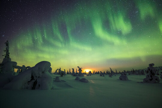 View of the ethereal aurora borealis dances above the snow-laden trees, painting the arctic sky with vibrant greens and yellows, Tolva, Lappi, Finland.
