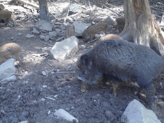 An adult Sus scrofa digs with its snout while several striped piglets root nearby. Muddy ground with rocks, branches, and tree trunks in bright, dappled woodland sunlight. © Dan