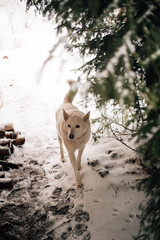 White dog in the snow