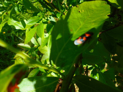 Out-of-focus red-and-black froghopper (Cercopis vulnerata) rests on a sunlit green leaf amid dense foliage. Bright midday light casts hard shadows in a natural outdoor setting.