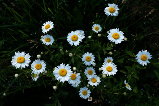 View of radiant white and yellow daisies bloom amidst lush, dark green foliage, creating a vibrant contrast in a natural setting, Tver, Tver Oblast, Russia.