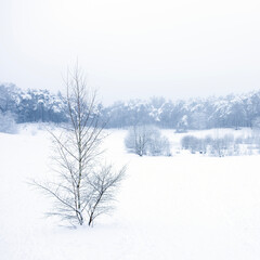 snow in forest near utrecht at frozen pond of heihuis in Den Treek Henschoten