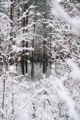 Incredibly magical snow-covered pine trees blanketed in thick white snow