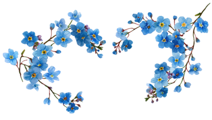 Two stylized forget-me-not floral wreaths, arranged in a symmetrical, curved pattern, with detailed blossoms and stems against a black background.  