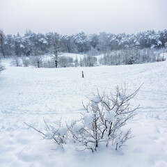 snow in forest near utrecht at frozen pond of heihuis in Den Treek Henschoten