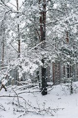 Incredibly magical snow-covered pine trees blanketed in thick white snow