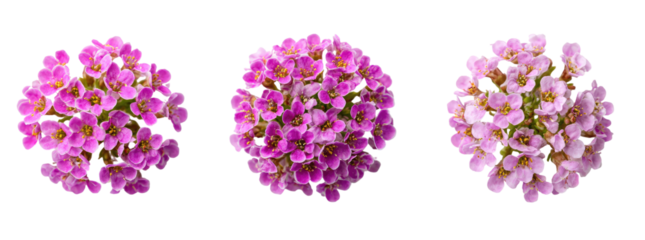 Three vibrant pink flower clusters, isolated on black background.  Close-up view of densely packed, small flowers.  