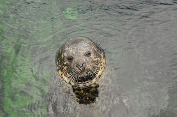 Foca flotando en superficie.