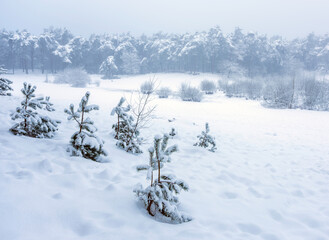 snow in forest near utrecht at frozen pond of heihuis in Den Treek Henschoten