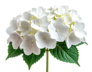 Fototapeta premium Close-up of a vibrant white hydrangea blossom with lush green leaves and stem