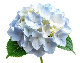 Fototapeta premium Isolated close-up of a vibrant hydrangea flower head with blue, white, and pale green colors