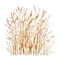 Fototapeta premium Close-up of a cluster of dried, light brownish-tan grasses or reeds. Dense, spiky, and feathery textures