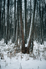 Snow-covered trees in the swamp