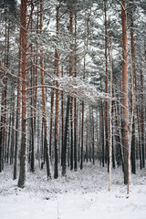 Incredibly magical snow-covered pine trees blanketed in thick white snow