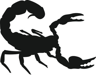 Scorpion in aggressive stance with raised tail and claws