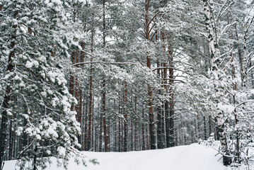 Incredibly magical snow-covered pine trees blanketed in thick white snow