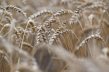 Fototapeta premium wheat, field, agriculture, nature, grain, plant, cereal, summer, crop, grass, farm, yellow, sky, corn, food, rye, ear, bread, harvest, autumn, rural, seed, gold, grow, golden