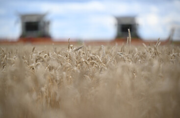 wheat, field, agriculture, nature, grain, plant, cereal, summer, crop, grass, farm, yellow, sky, corn, food, rye, ear, bread, harvest, autumn, rural, seed, gold, grow, golden